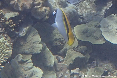 Lined ButterflyfishChaetodon lineolatus