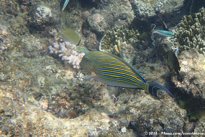 Striped SurgeonfishAcanthurus lineatus