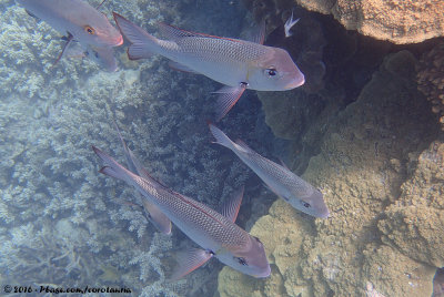 Hump-Nose Bigeye BreamMonotaxis grandoculis