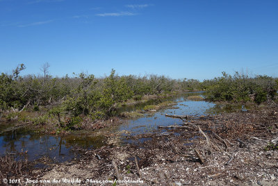 Florida Mangrove damaged by hurricane Irma