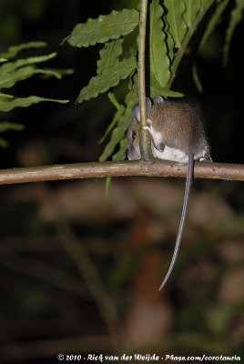 Remarkable Climbing Mouse  (Aalstreepboommuis)