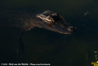American AlligatorAlligator mississippiensis