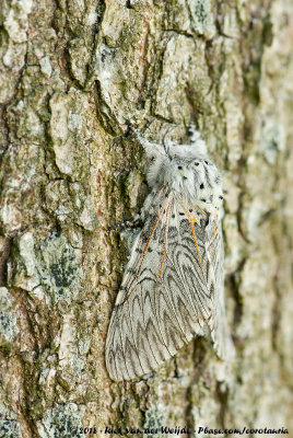 Puss MothCerura vinula