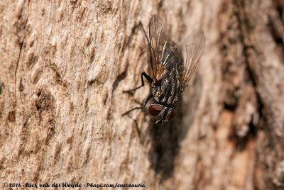 Face FlyMusca autumnalis