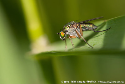 (Long-Legged Fly)Poecilobothrus nobilitatus