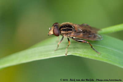 Snouted DuckflyAnasimyia lineata