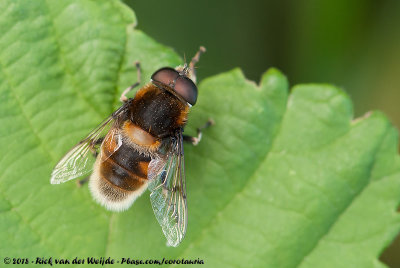 Eristalis intricaria