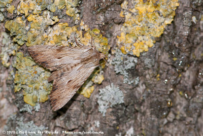 Light ArchesApamea lithoxylaea