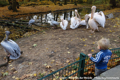 Rens impressed by some pelicans