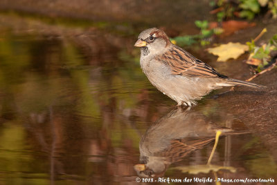 House SparrowPasser domesticus domesticus