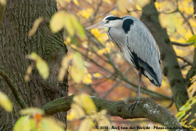 Grey HeronArdea cinerea cinerea