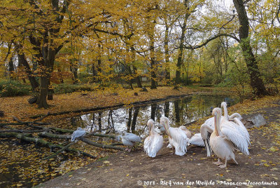 Great White PelicanPelecanus onocrotalus