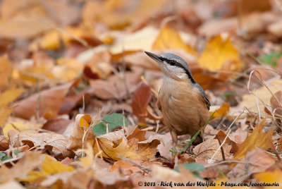 Eurasian NuthatchSitta europaea caesia