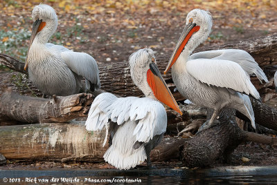 Dalmatian Pelican  (Kroeskoppelikaan)