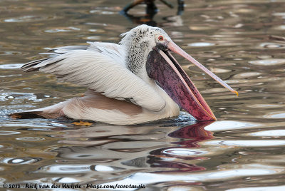 Spot-Billed Pelican  (Grijze Pelikaan)