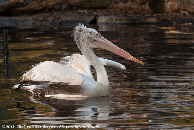 Spot-Billed PelicanPelecanus philippensis