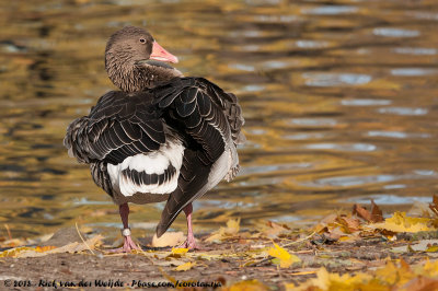 Greylag GooseAnser anser anser