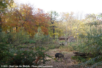 Chacoan PeccaryCatagonus wagneri