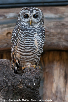 Chaco Owl  (Chacobosuil)