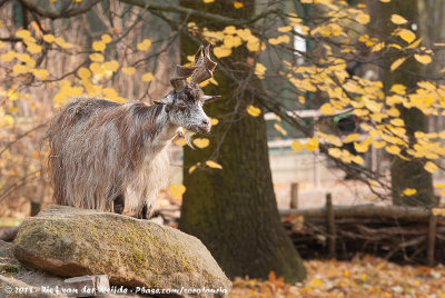 Girgentana GoatCapra hircus fm. girgentana