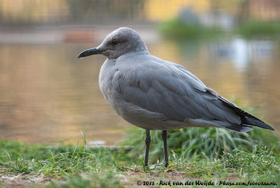 Grey Gull  (Grijze Meeuw)