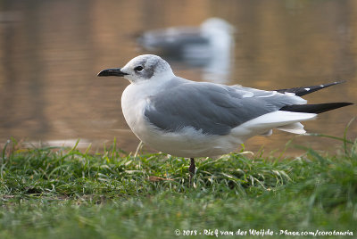 Laughing Gull  (Lachmeeuw)