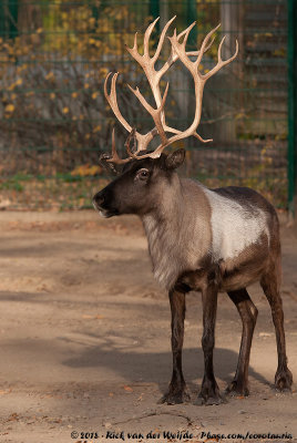 ReindeerRangifer tarandus fm. domesticus