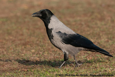 Hooded CrowCorvus cornix cornix