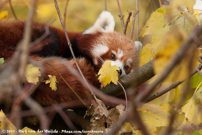 Red PandaAilurus fulgens fulgens