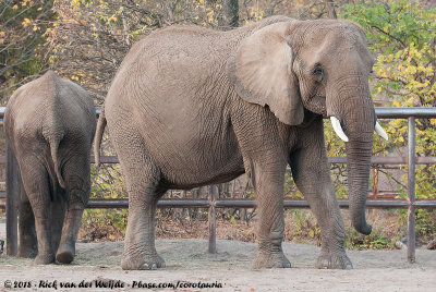 African Bush ElephantLoxodonta africana