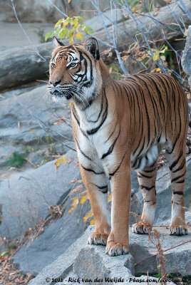 Malayan TigerPanthera tigris jacksoni