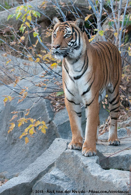 Malayan TigerPanthera tigris jacksoni