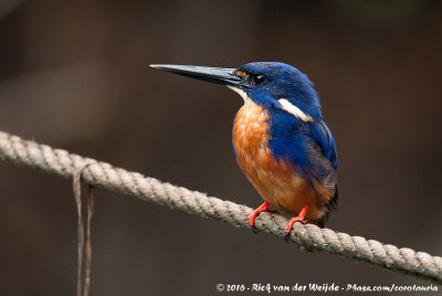 Azure KingfisherCeyx azureus azureus