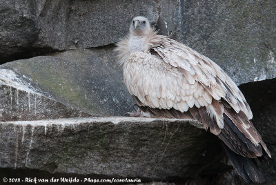 Griffon VultureGyps fulvus fulvus