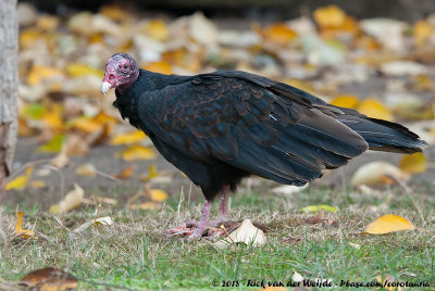 Turkey VultureCathartes aura ssp.
