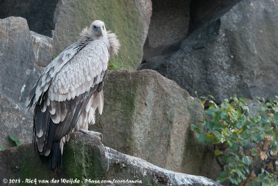 Griffon VultureGyps fulvus fulvus