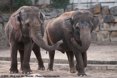 Asian ElephantElephas maximus indicus