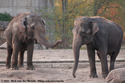 Asian ElephantElephas maximus indicus