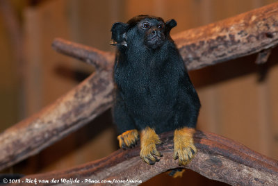 Red-Handed TamarinSaguinus midas