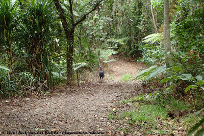 Just a random forest road in Daintree