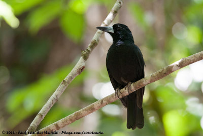 Black Butcherbird  (Zwarte Orgelvogel)