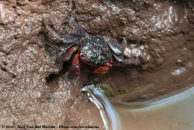 Maroon Mangrove Crab  (Perisesarma messa)