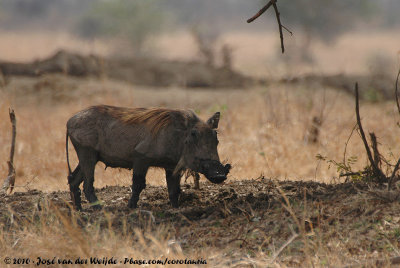 Common WarthogPhacochoerus africanus massaicus