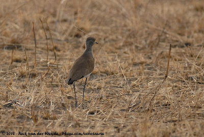 Senegal LapwingVanellus lugubris