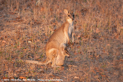 Agile WallabyNotamacropus agilis jardinii