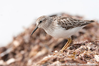 Least SandpiperCalidris minutilla