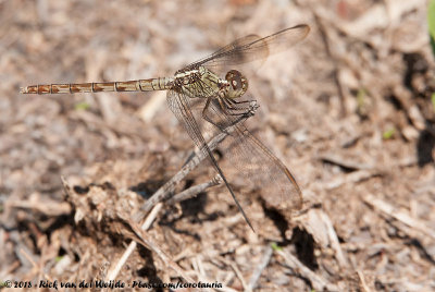 Band-Winged DragonletErythrodiplax umbrata