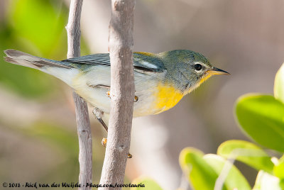 Northern ParulaSetophaga americana