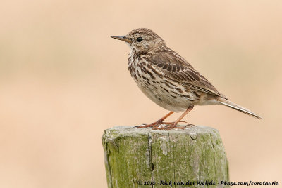 Meadow PipitAnthus pratensis