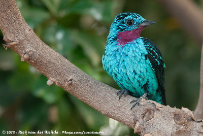 Spangled CotingaCotinga cayana